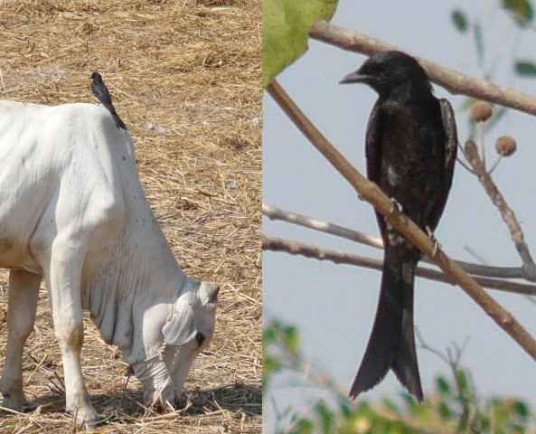 flycatcher and bull combined